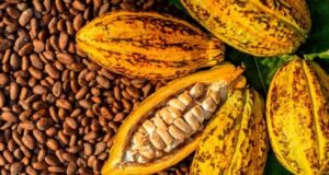 Nigeria’s cocoa exports hit N1.2tr