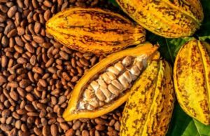Nigeria’s cocoa exports hit N1.2tr