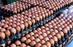 Egg sellers blame transport costs for price hike