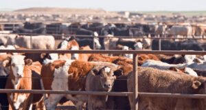 FG projects ₦74bn growth for livestock sector by 2035