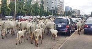 Presidency, Miyetti Allah move to end cattle roaming in Abuja