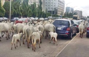 Presidency, Miyetti Allah move to end cattle roaming in Abuja