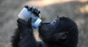 Baby gorilla rescued at Istanbul airport to return to Nigeria Istanbul