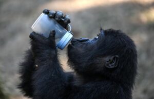 Baby gorilla rescued at Istanbul airport to return to Nigeria Istanbul