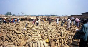 Traders: Why yams are expensive in markets Yams