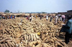 Traders: Why yams are expensive in markets Yams