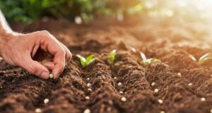 Kaduna moves to validate seed policy to boost food security