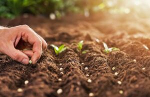 Kaduna moves to validate seed policy to boost food security