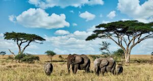 Nigeria, WJC sign MoU to boost wildlife protection