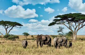 Nigeria, WJC sign MoU to boost wildlife protection