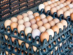 Yuletide: Poultry farmers assure adequate supply of chicken, eggs at reduced prices