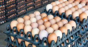 Yuletide: Poultry farmers assure adequate supply of chicken, eggs at reduced prices
