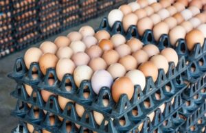 Egg distributors deny price hike, blame poultry farmers for rising costs