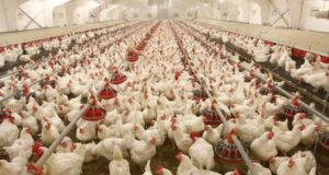 Poultry industry accounts for 25% of Nigeria’s agric GDP — PAN