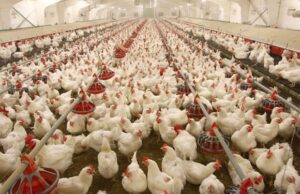 Poultry industry accounts for 25% of Nigeria’s agric GDP — PAN