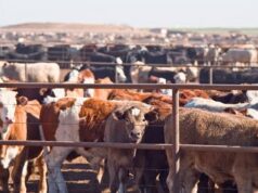 Kebbi receives 273,000 animal vaccine doses to tackle livestock diseases