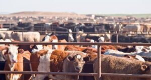 Kebbi receives 273,000 animal vaccine doses to tackle livestock diseases