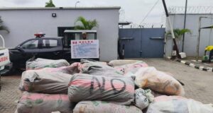 NDLEA thwarts Osun forest drug syndicate, seizes 11,135kg of skunk