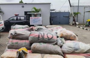NDLEA thwarts Osun forest drug syndicate, seizes 11,135kg of skunk