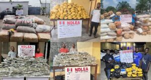 Drug cartels hit hard as NDLEA executes multi-state raids