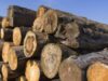 Nigeria bans wood exports, orders nationwide enforcement