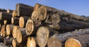 Nigeria bans wood exports, orders nationwide enforcement