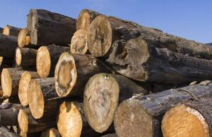 Nigeria bans wood exports, orders nationwide enforcement