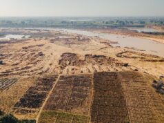 Kano’s silent orchards: How mango production is being killed by sand mining