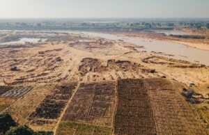 Kano’s silent orchards: How mango production is being killed by sand mining