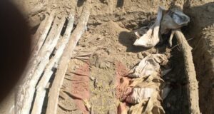 Troops uncover terrorists’ mass grave in Borno Terrorists