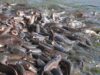 ‘It’s a serious issue’: Catfish farmers lament monopoly by traders, middlemen Farmers