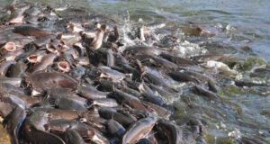 ‘It’s a serious issue’: Catfish farmers lament monopoly by traders, middlemen Farmers