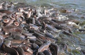 ‘It’s a serious issue’: Catfish farmers lament monopoly by traders, middlemen Farmers