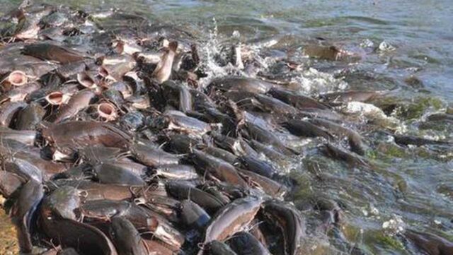 ‘It’s a serious issue’: Catfish farmers lament monopoly by traders, middlemen Farmers