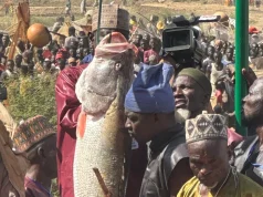 Argungu Fishing Festival’s biggest catch weighs 59kg