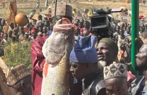 Argungu Fishing Festival’s biggest catch weighs 59kg