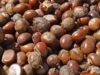 Tinubu extends ban on raw shea nut export