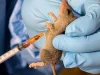 Lassa fever: Two health workers die, 15 infected
