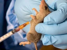 Lassa fever: Kwara to sanction food vendors for poor hygiene