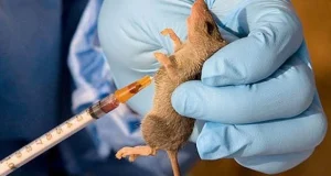 Lagos raises the alarm over Lassa fever outbreak