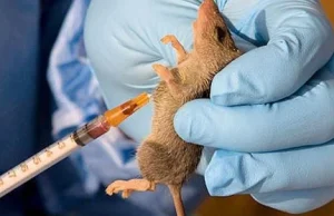 Lassa fever: Kwara to sanction food vendors for poor hygiene
