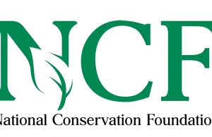 Nigeria’s forests near collapse, less than 10% remain — NCF