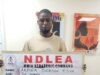 NDLEA intercepts cocaine hidden in dry stock fish, UK-bound drugs in automobile parts Cocaine