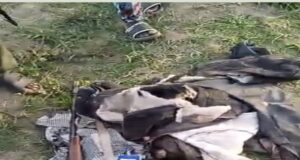 One missing as elephant kills 45-year-old man in Oyo community Elephant