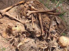 Army recovers remains of slain personnel in Imo