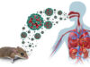 No vaccine, no cure: What you should know about Hantavirus