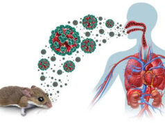 No vaccine, no cure: What you should know about Hantavirus