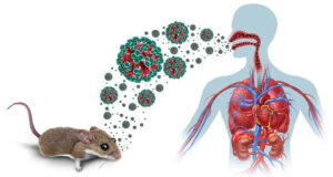 No vaccine, no cure: What you should know about Hantavirus