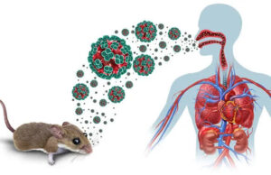 No vaccine, no cure: What you should know about Hantavirus