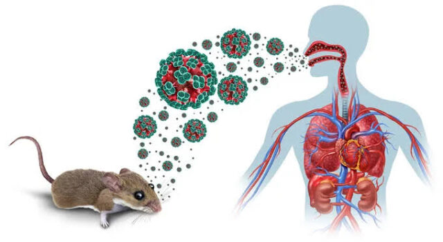 No vaccine, no cure: What you should know about Hantavirus